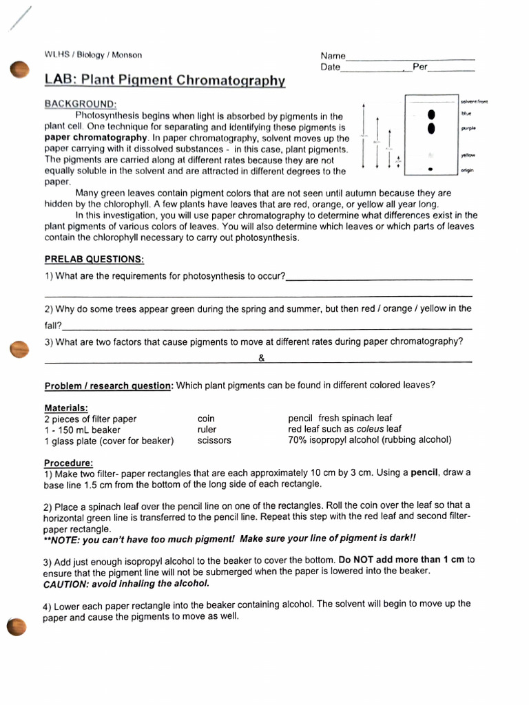 Chromatography Lab | PDF | Chlorophyll | Chromatography