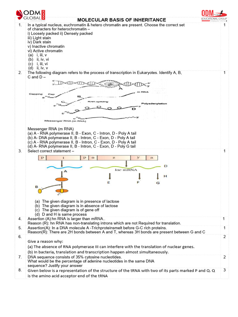 XII Biology 03 Part2 | PDF | Dna | Gene