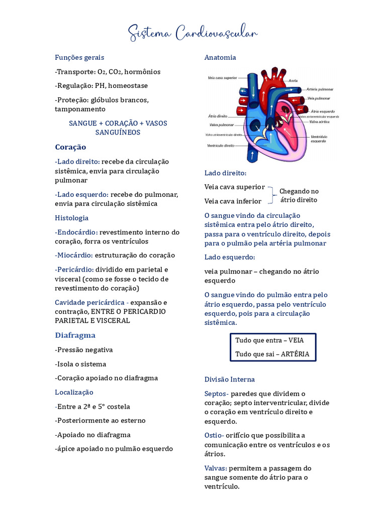 Anatomia e Funções do Sistema Cardiovascular | PDF | Átrio (coração ...