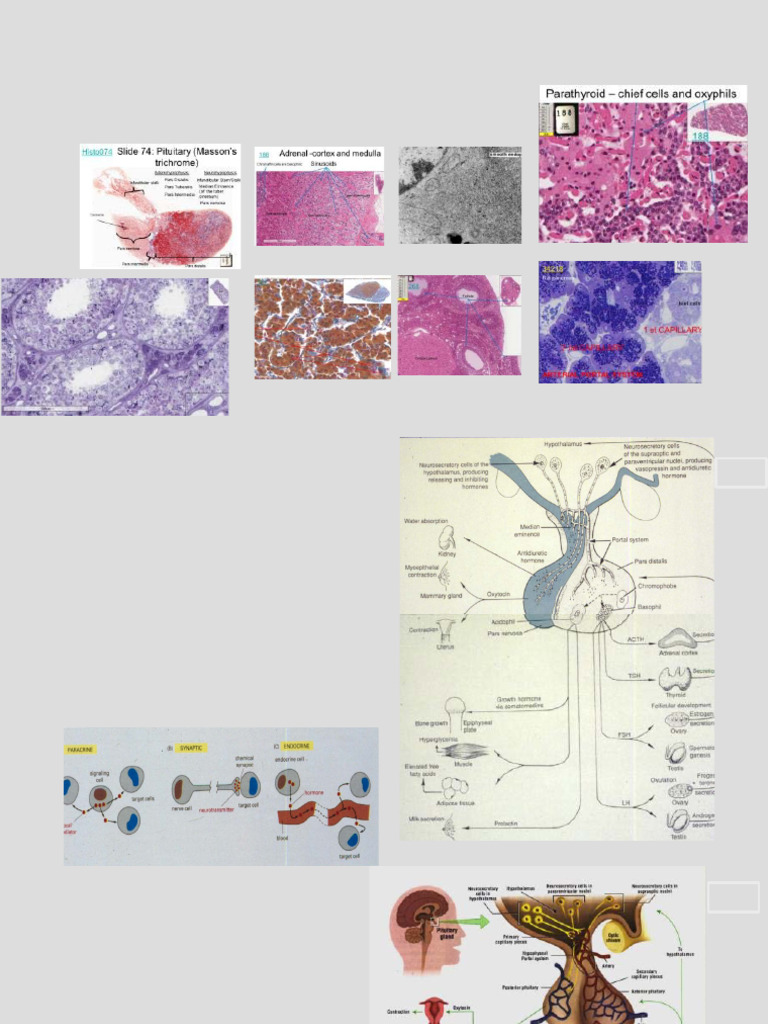 11 Endocrine System | PDF | Pituitary Gland | Adrenal Gland