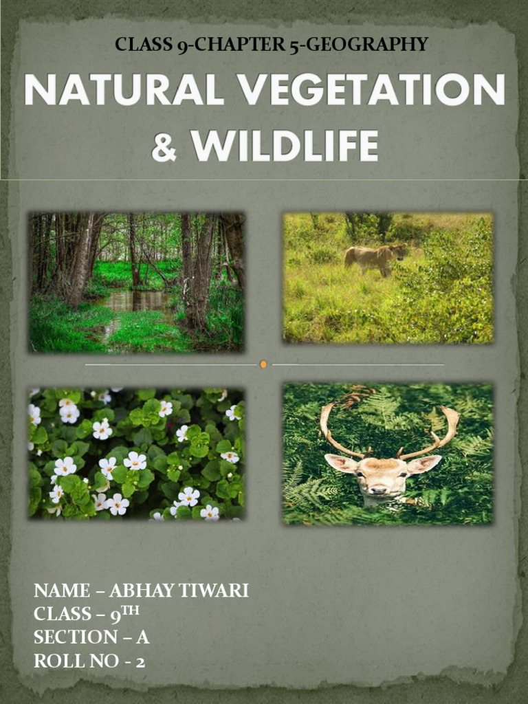 Natural Vegetation & Wildlife Overview | PDF | Ecosystem | Forests