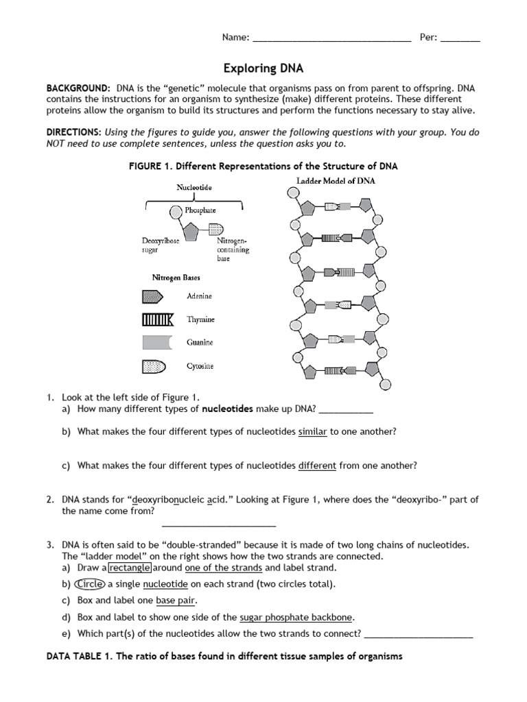 Understanding DNA Structure and Function | PDF | Dna | Nucleotides