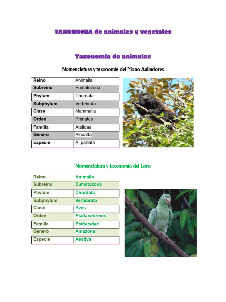 Taxonomia-Targetas-De Identificacion Animal | PDF | Biología ...