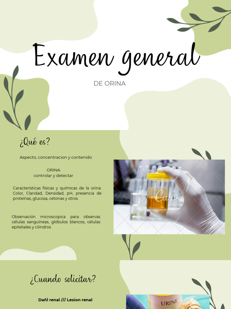 Examen General de Orina | PDF | Riñón | Orina