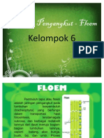 Jaringan Pengangkut - Floem