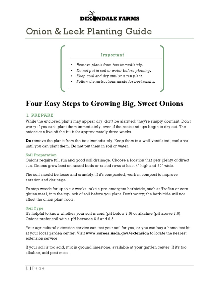 From Zero To Onion Hero Your Simple Guide On How To Plant Onion Bulbs - nnpihj2