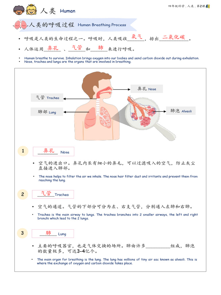STD 4 Chap 2 Human With Answer | PDF