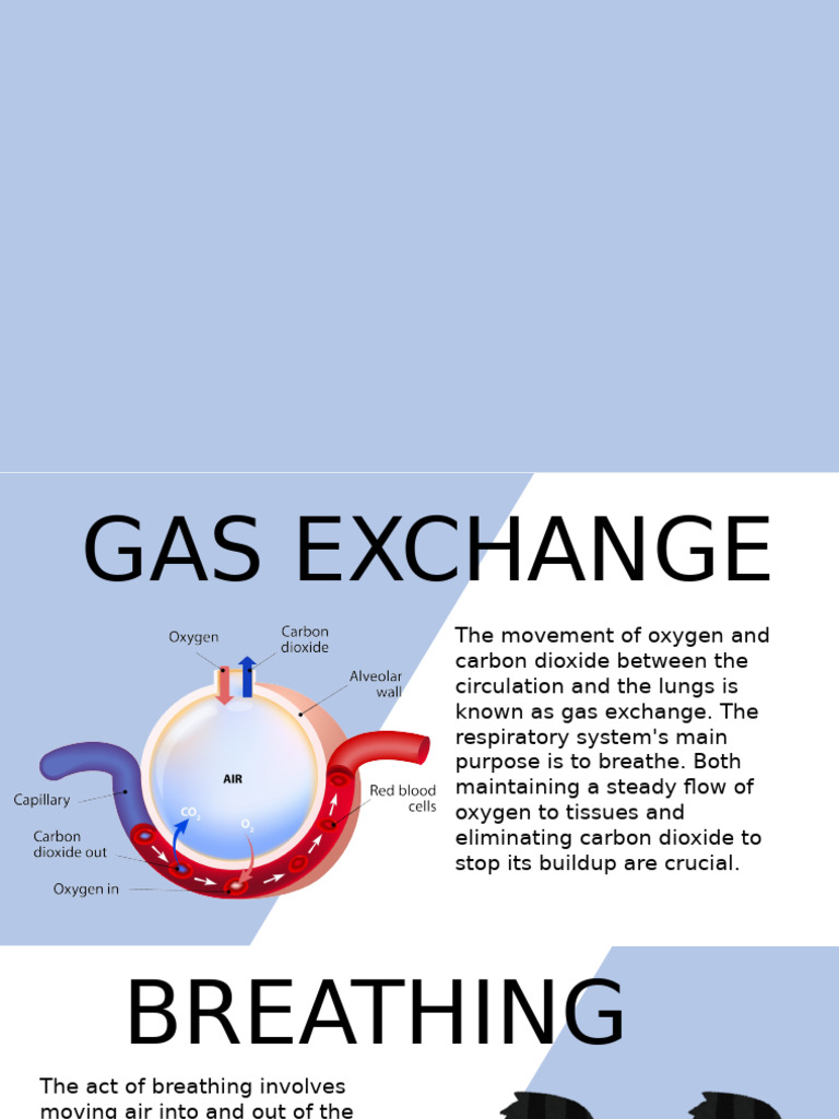 WHAT ARE THE 5 MAIN FUNCTIONS OF THE RESPIRATORY SYSTEM visual data 6