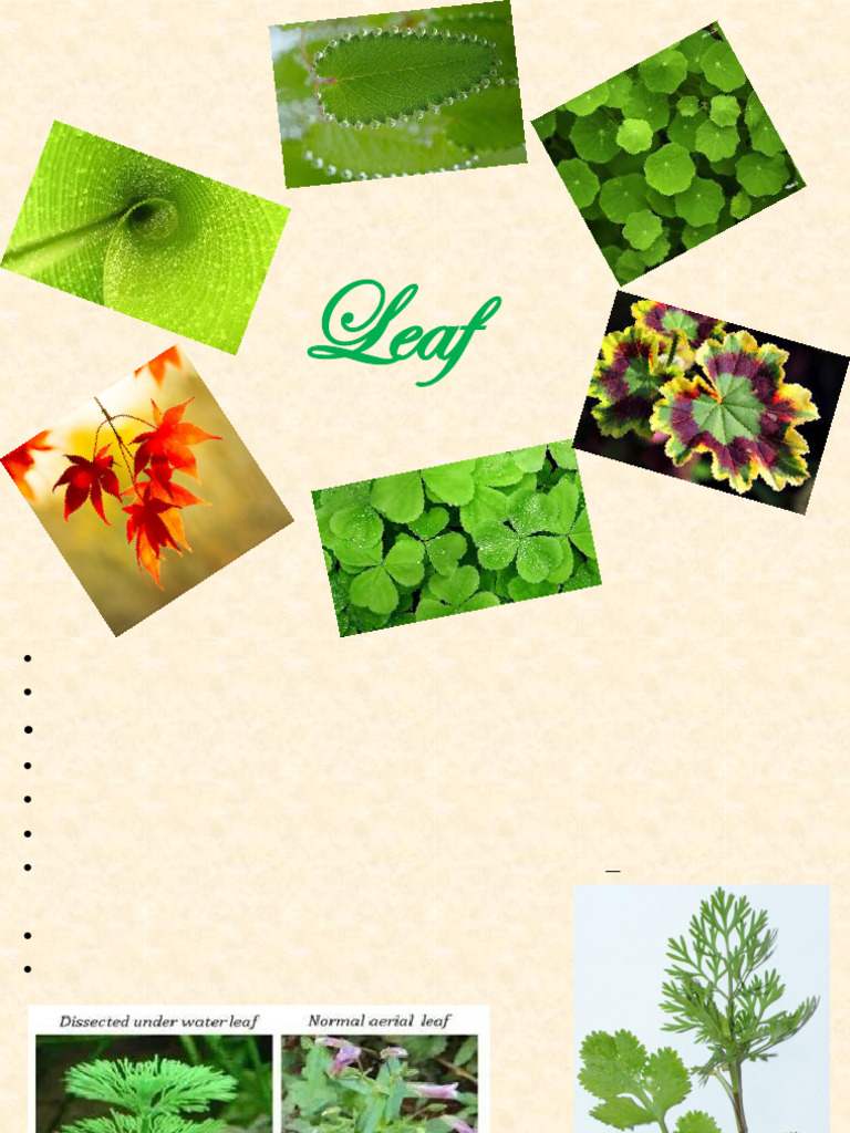 Anatomy and Functions of Leaves | PDF | Leaf | Plant Morphology