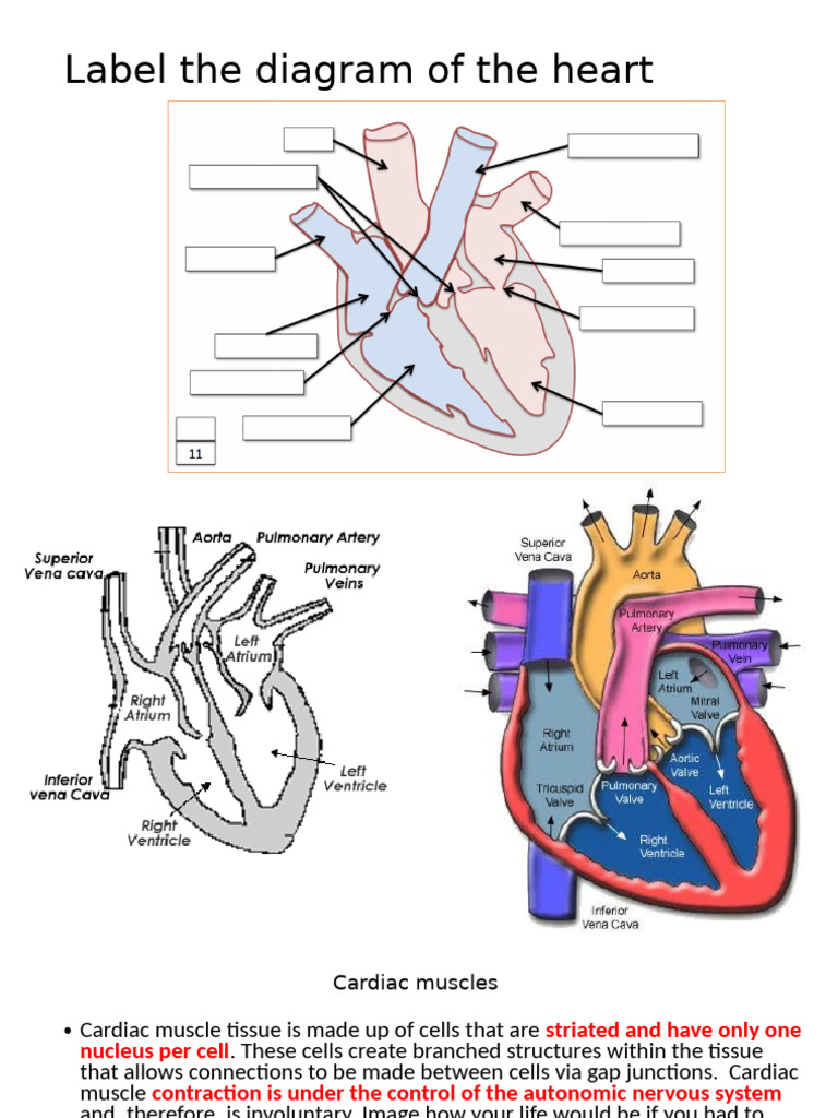 Heart Anatomy and Electrical System Explained | PDF | Heart | Cardiac ...