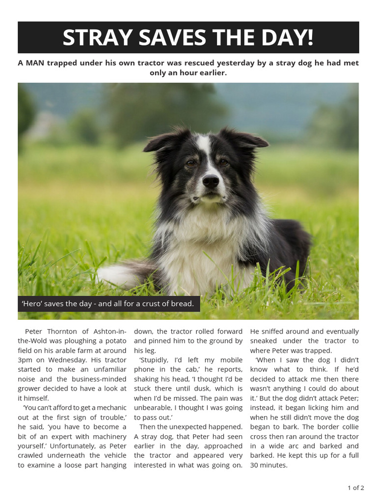 Hero Dog Saves Farmer's Life | PDF