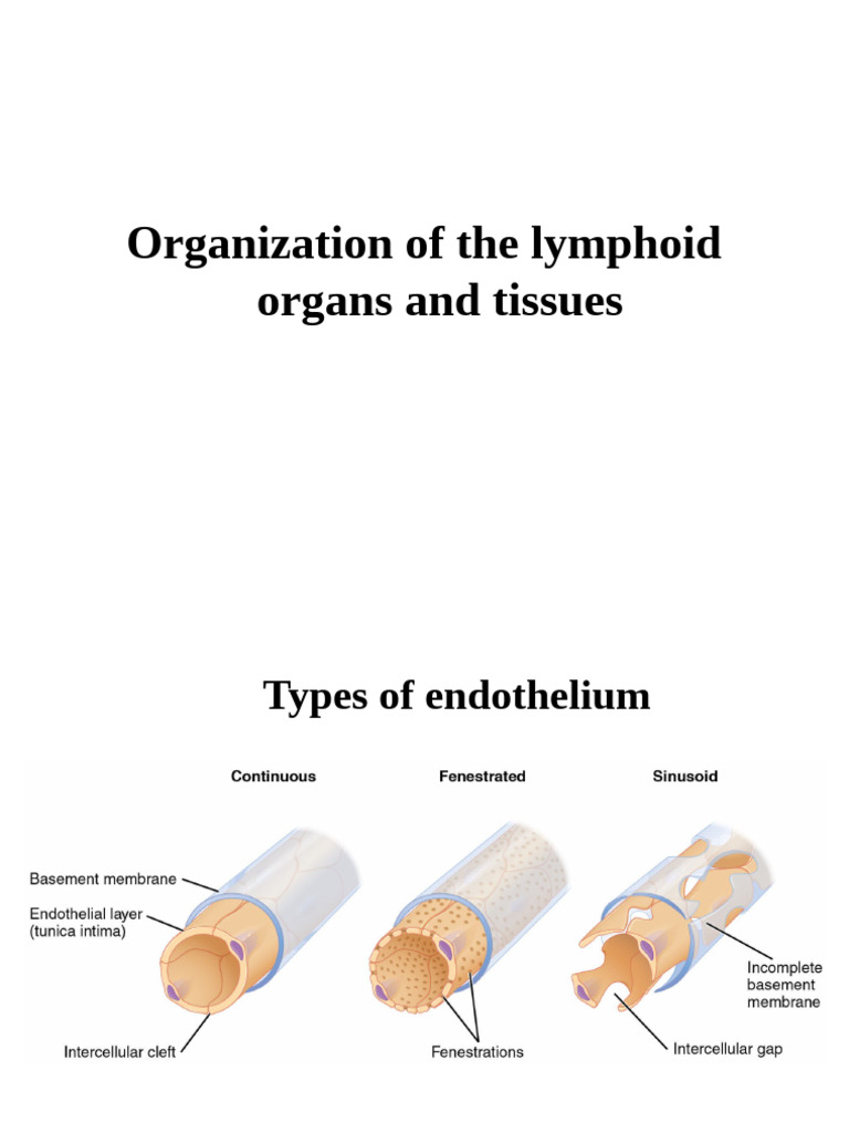 4 Tissues and Organs 2021 | PDF | Lymphatic System | Lymph Node
