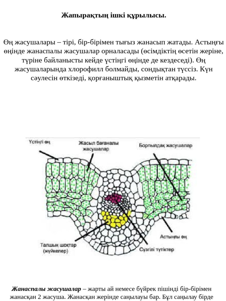 Жігіт өз есегін жұлып алады