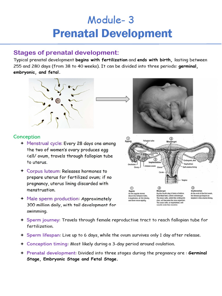 CHILD DEVELOPMENT -3 | PDF | Menstrual Cycle | Prenatal Development