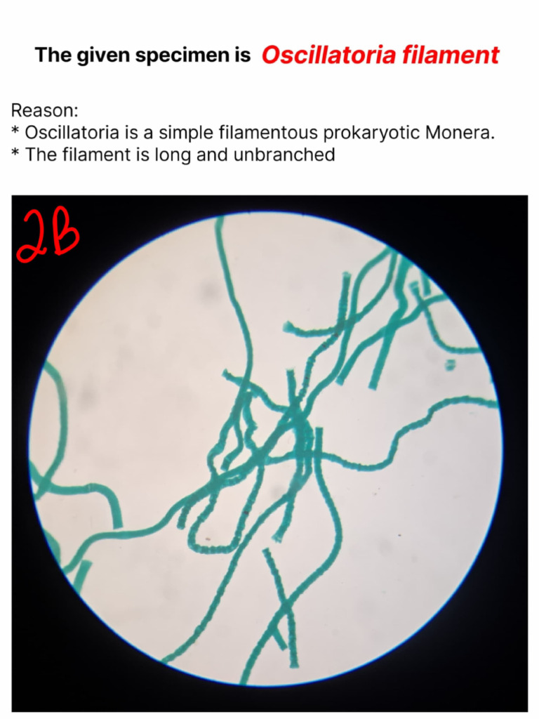 Botany Practical- Specimen | PDF