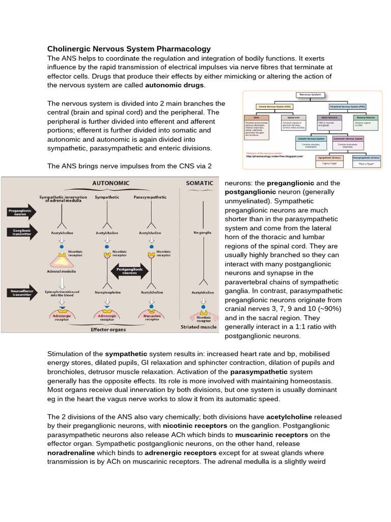 Autonomic Nervous System Overview | PDF | Acetylcholine | Autonomic ...