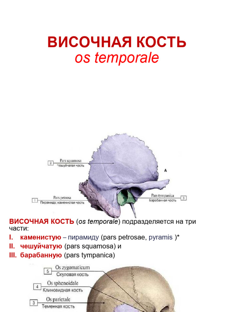 Temporal Bone (Russian) | PDF