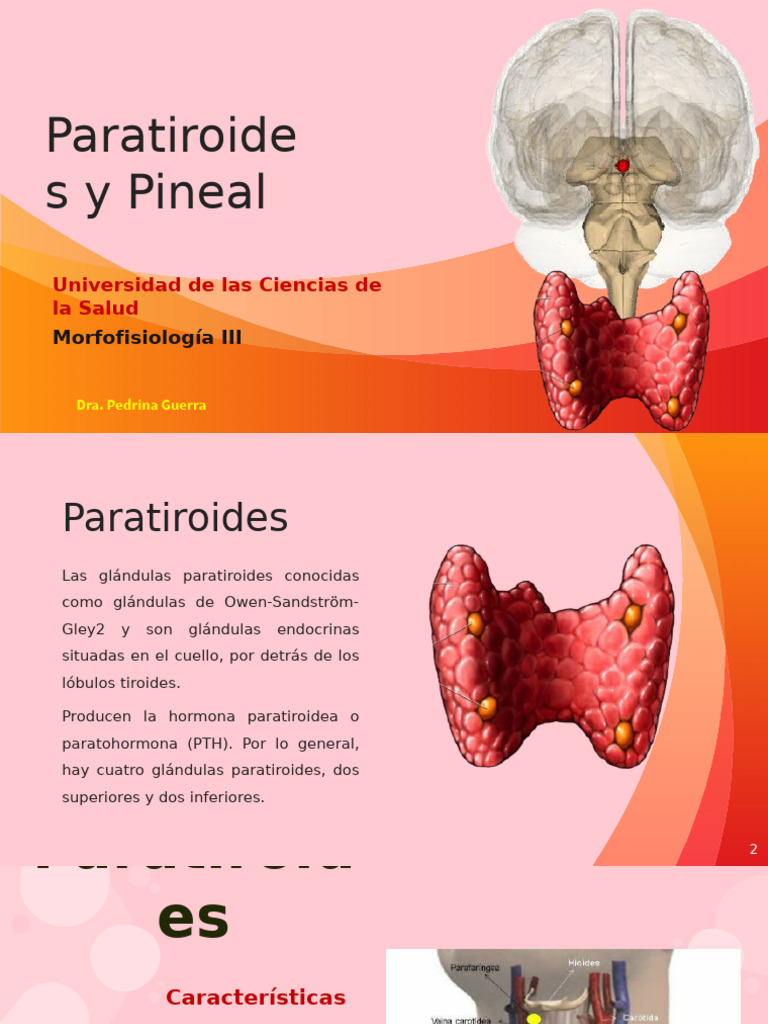 Glándulas Paratiroides y Pineal: Funciones y Estructura | PDF ...