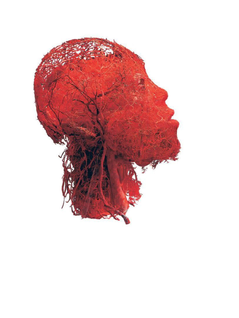 Blood Vessels To Face | PDF