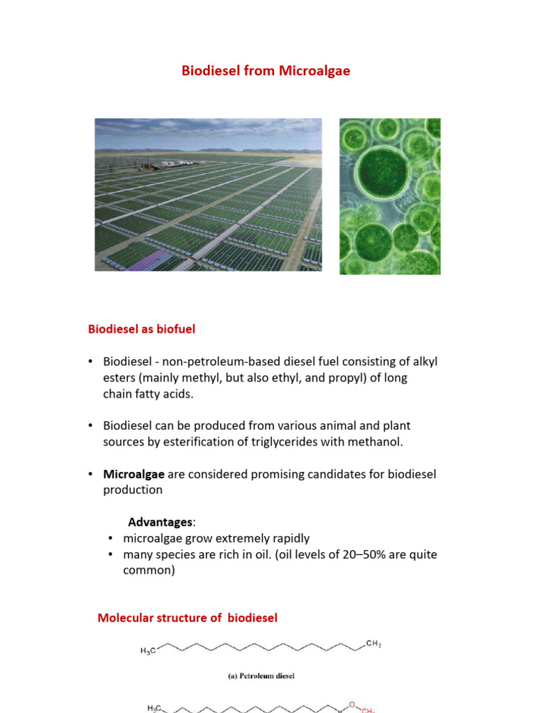 Microalgae Biodiesel Production Insights | PDF | Algae Fuel | Biogas