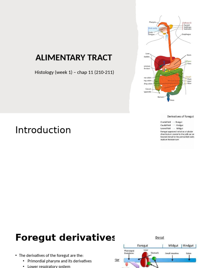 Foregut Development in Human Embryology | PDF | Liver | Stomach