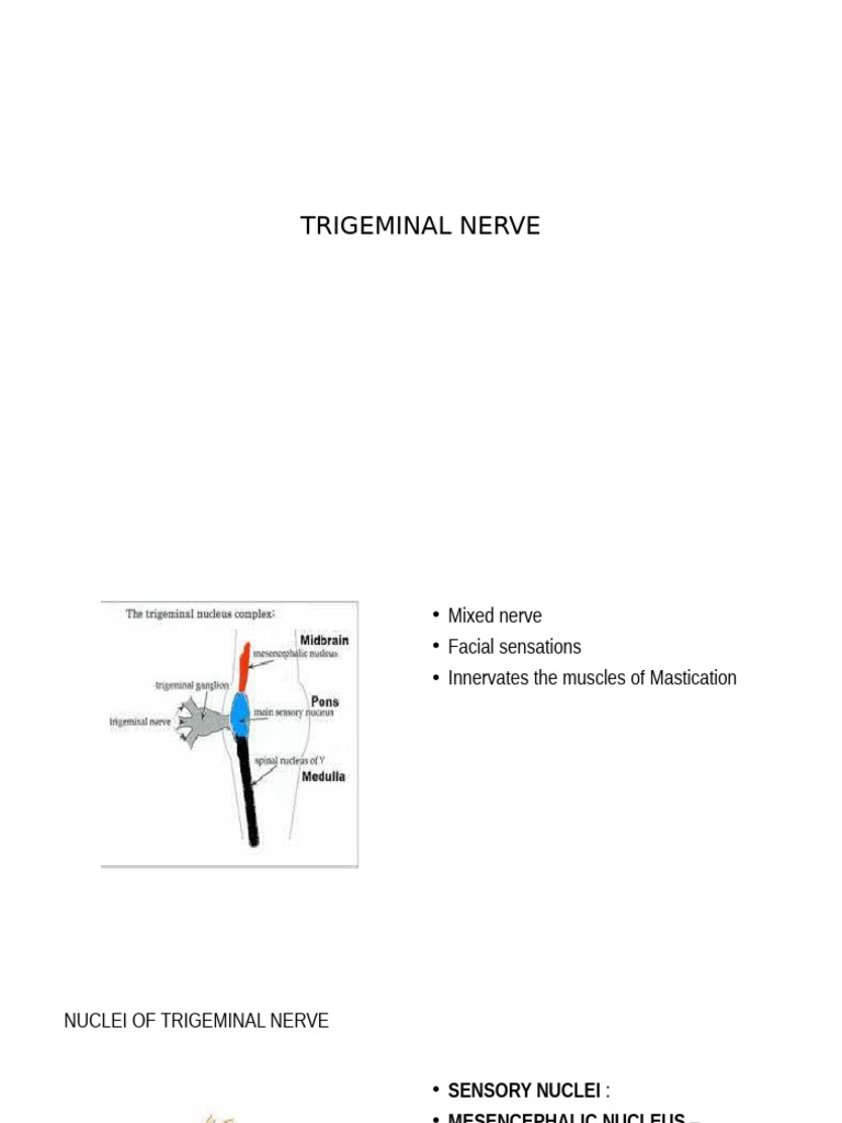 Trigeminal Nerve | PDF | Human Head And Neck | Human Anatomy
