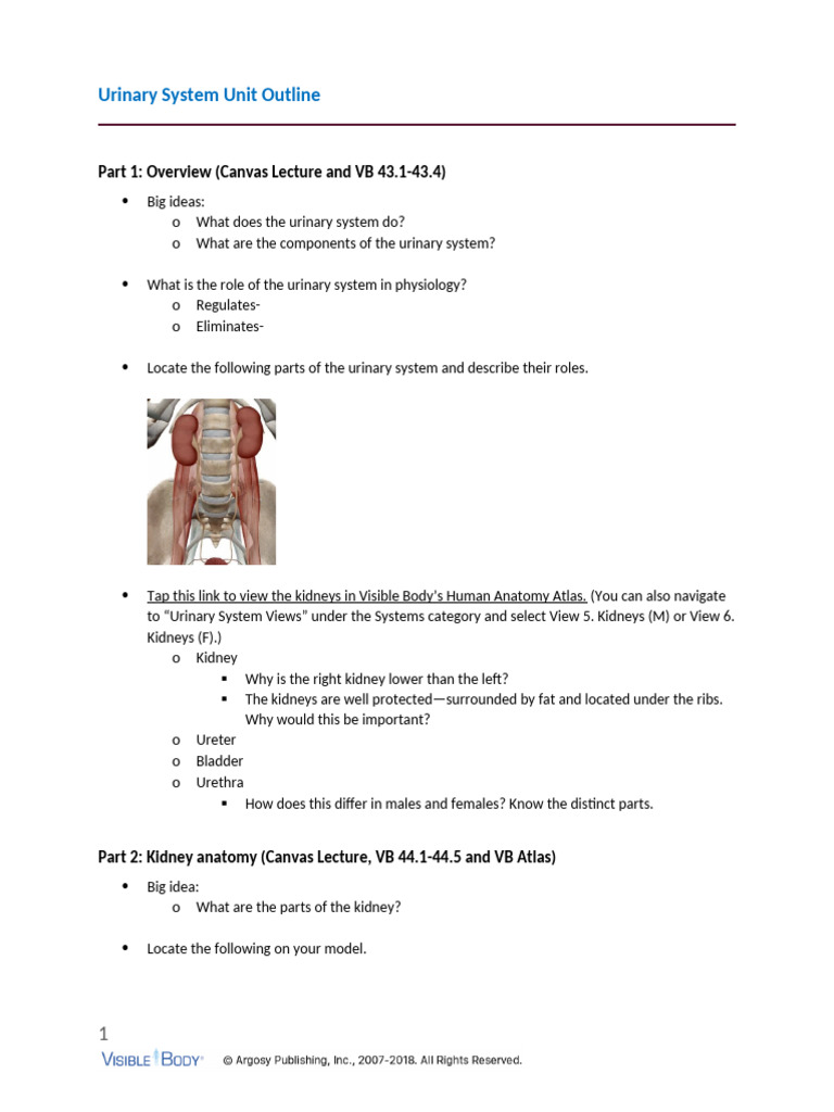 Urinary System Overview and Anatomy Guide | PDF | Kidney | Urinary System