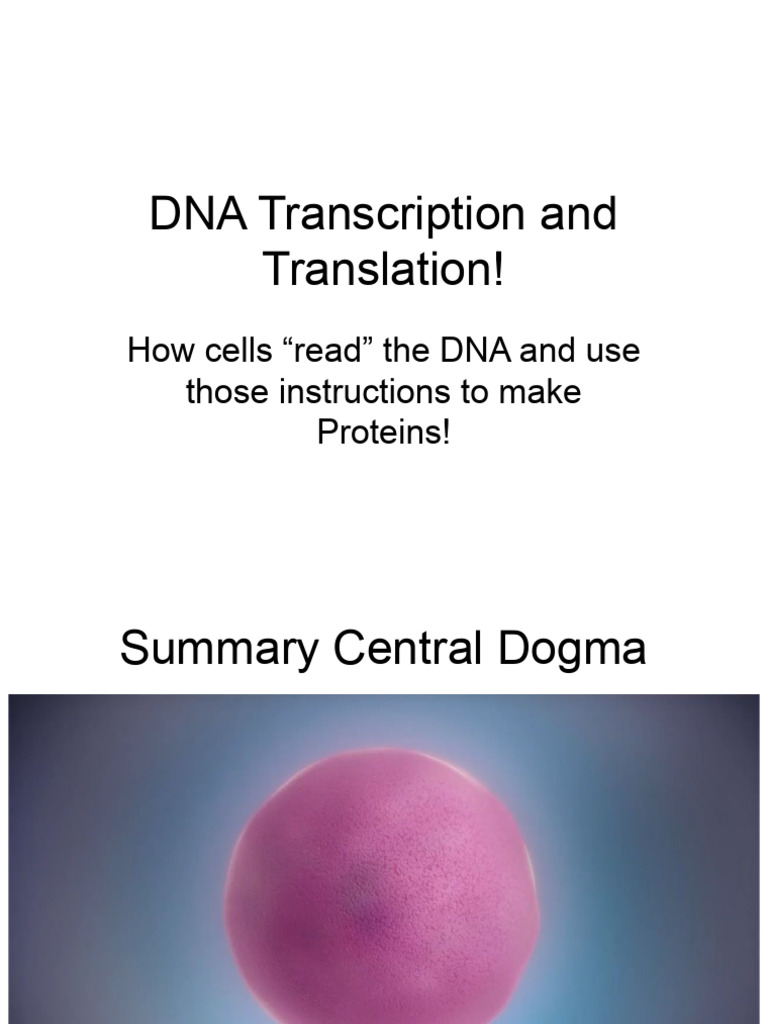 DNA Transcription and Translation Overview | PDF | Rna | Dna