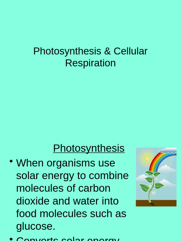 Photosynthesis and Cellular Respiration Explained | PDF ...