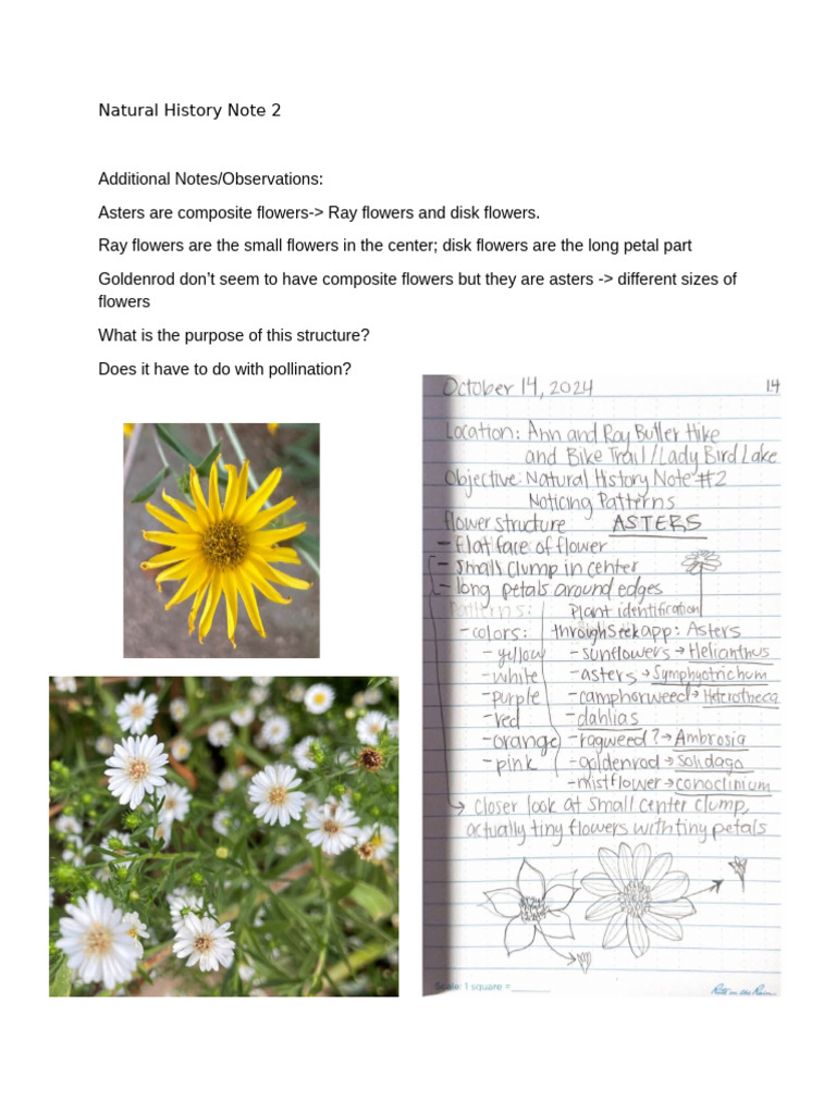 Asters and Goldenrod Flower Structures | PDF