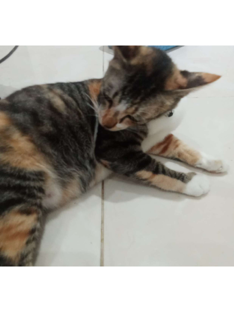 Cat | PDF
