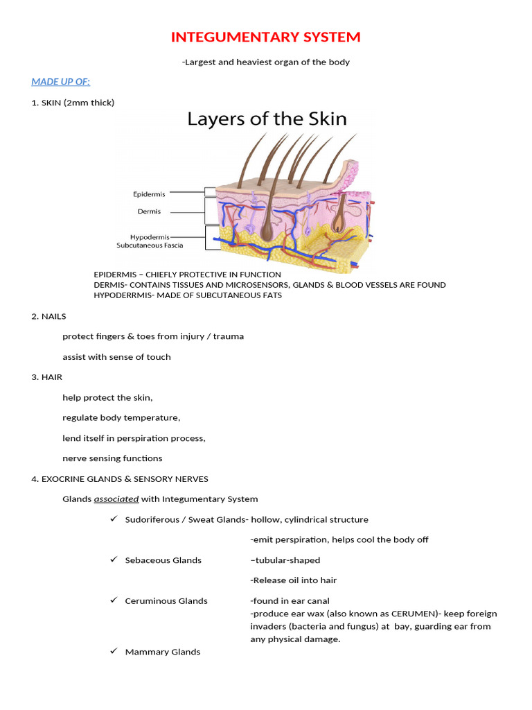 INTEGUMENTARY-SYSTEM-notes-for-students | PDF | Skin | Integumentary System