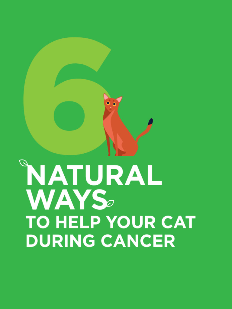 Natural Cancer Support for Cats | PDF | Dieting | Cancer