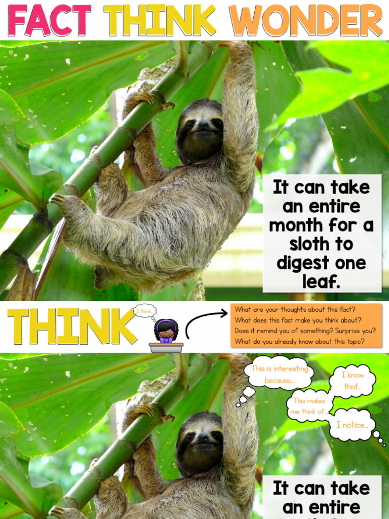 Sloth Slides Freebie | PDF