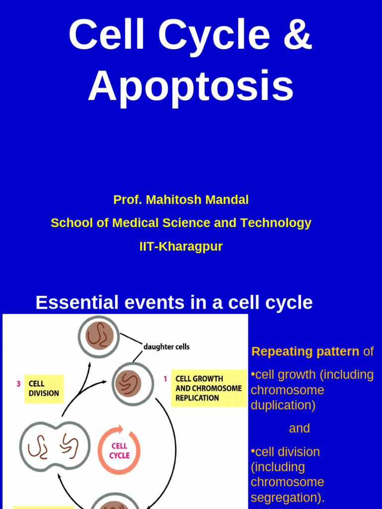 Cell Cycle and Apoptosis Overview | PDF | Cell Cycle | Apoptosis