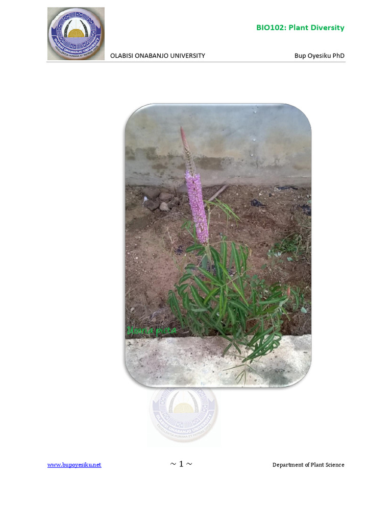 412 COURSES Plant Diversity 27755 | PDF | Flowers | Sexual Reproduction