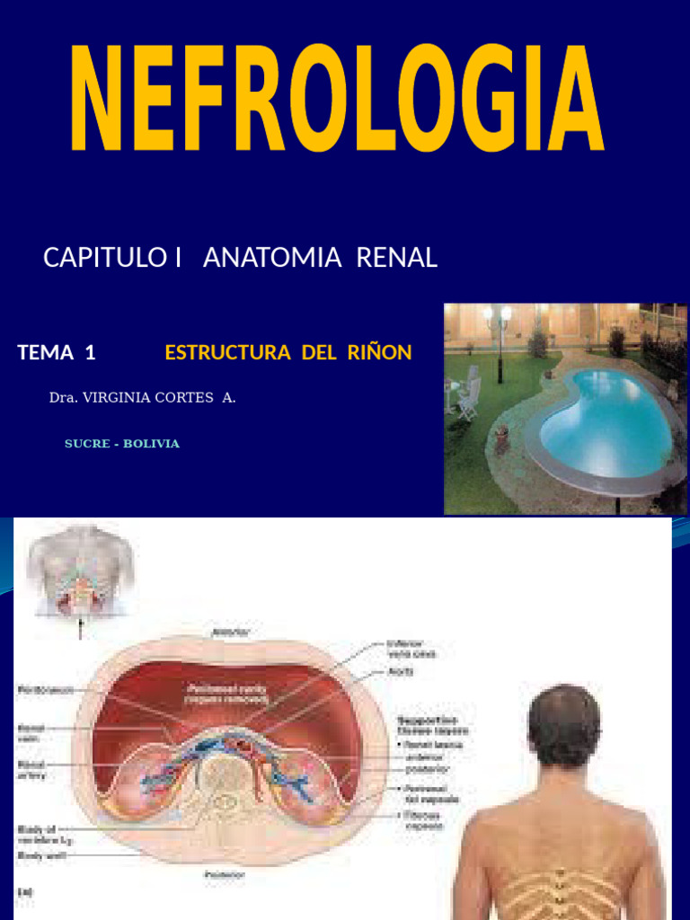Anatomía y Estructura del Riñón | PDF | Riñón | Anatomía