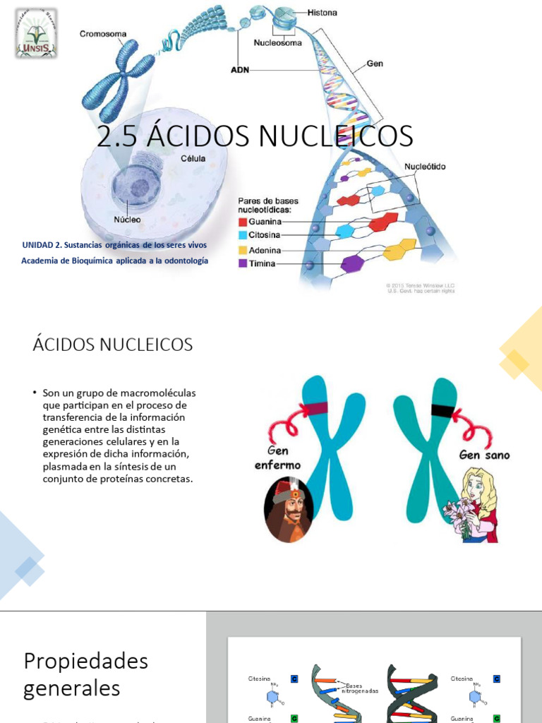 Estructura y Función de Ácidos Nucleicos | PDF | Ácidos nucleicos | Adn