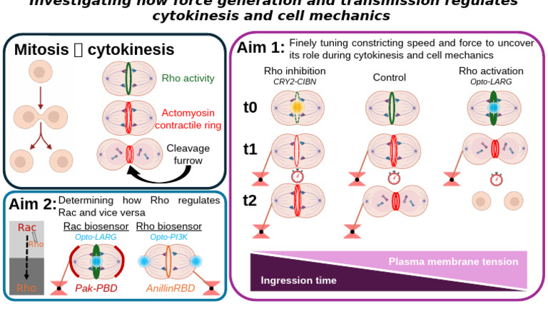 Cytokinesis Regulation by Rho and Rac | PDF