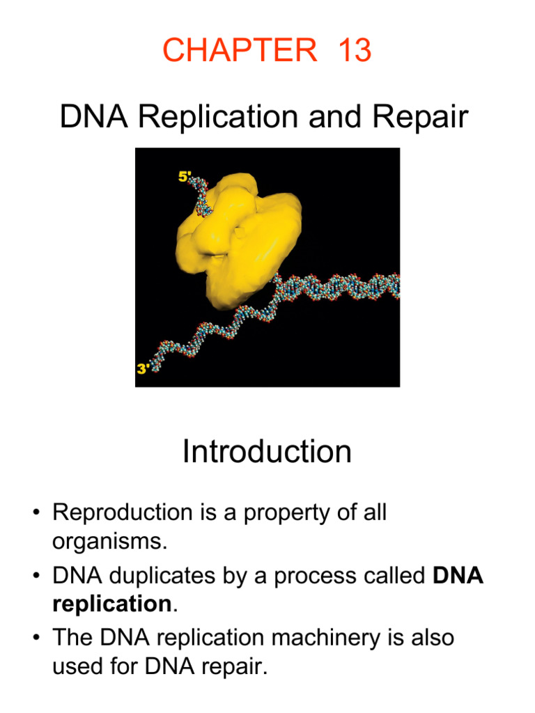 DNA Replication and Repair Mechanisms | PDF | Dna Replication | Dna Repair
