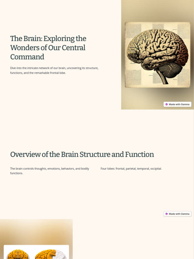 Understanding the Frontal Lobe Functions | PDF | Frontal Lobe | Dementia