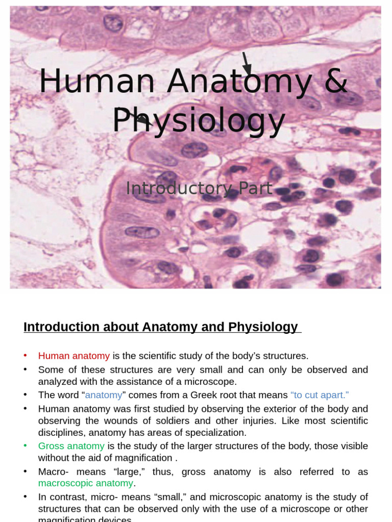 Human Anatomy and Physiology Overview | PDF | Epithelium | Anatomy