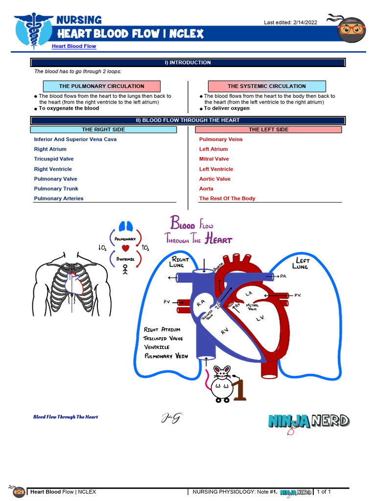 Heart Blood Flow Overview for NCLEX | PDF