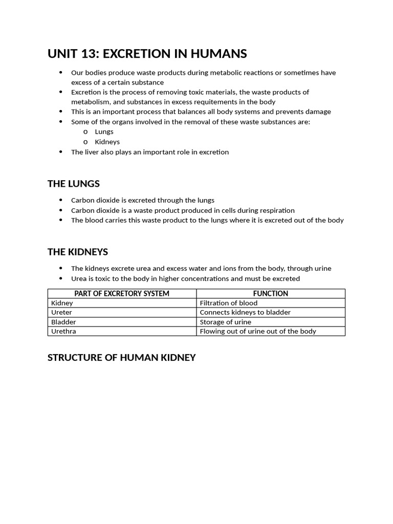 UNIT 13 | PDF | Kidney | Urinary System