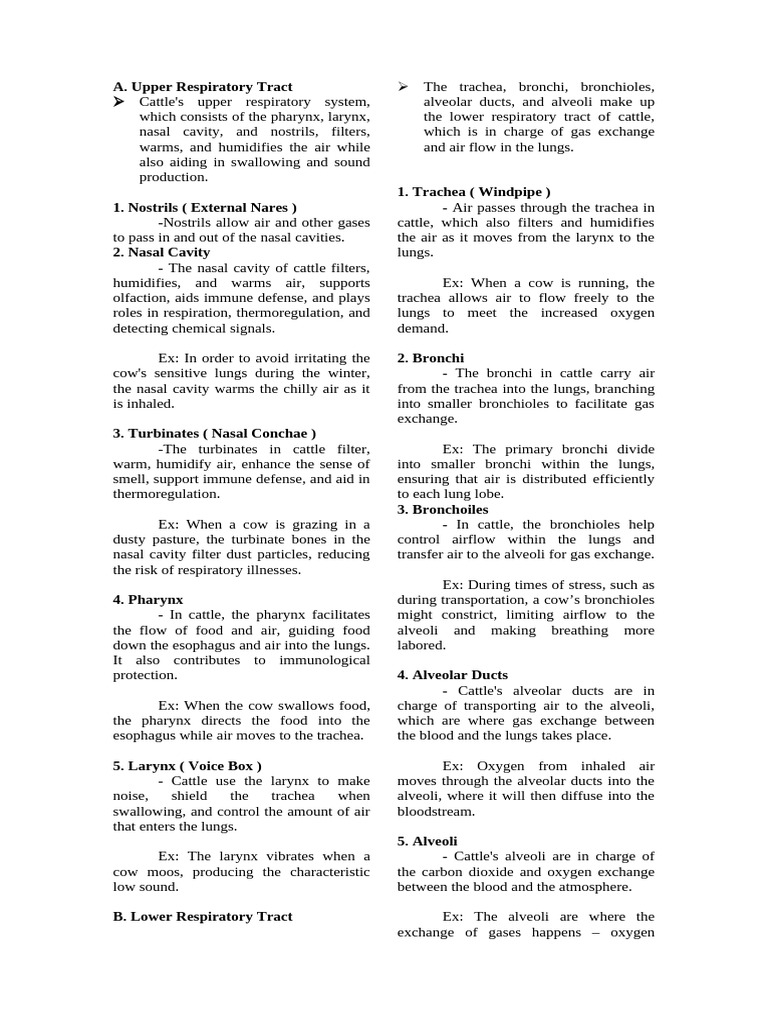 Cattle Respiratory System Overview | PDF | Lung | Respiratory Tract