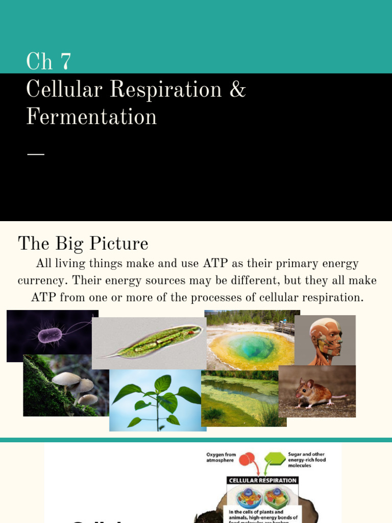 Cellular Respiration and ATP Production | PDF | Adenosine Triphosphate ...