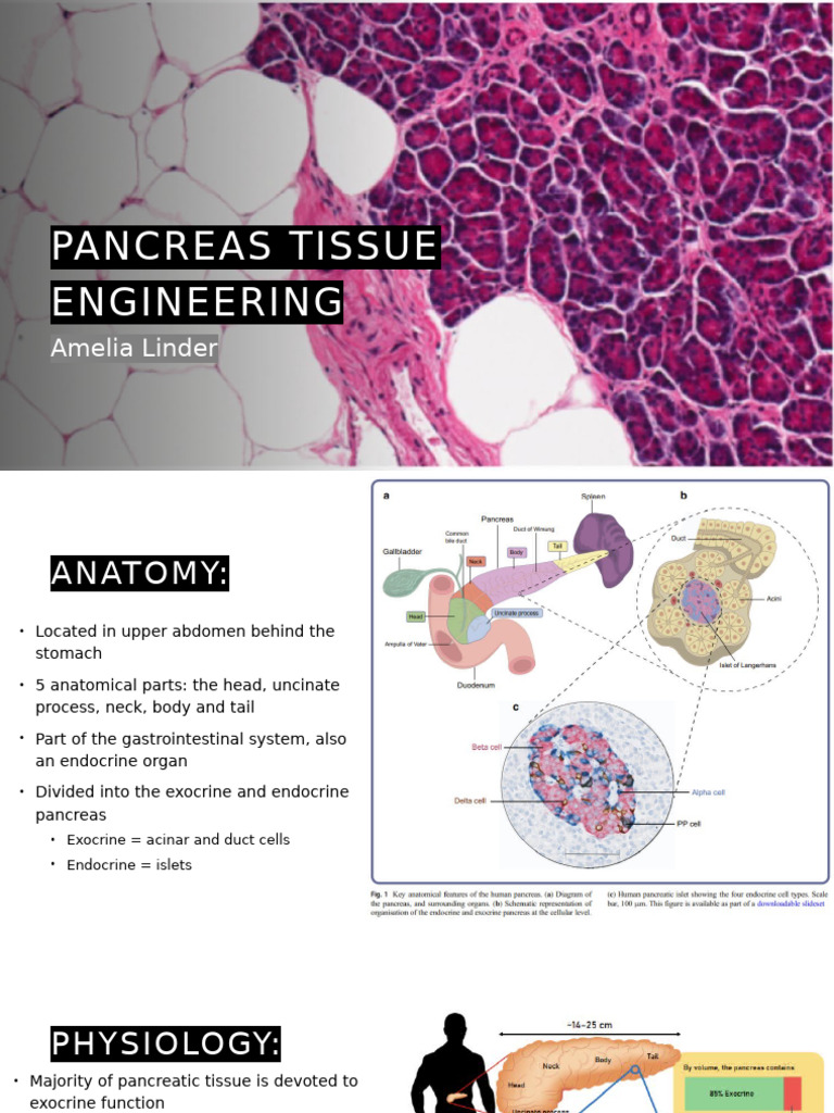 Pancreas Tissue Engineering | PDF | Pancreas | Endocrine System