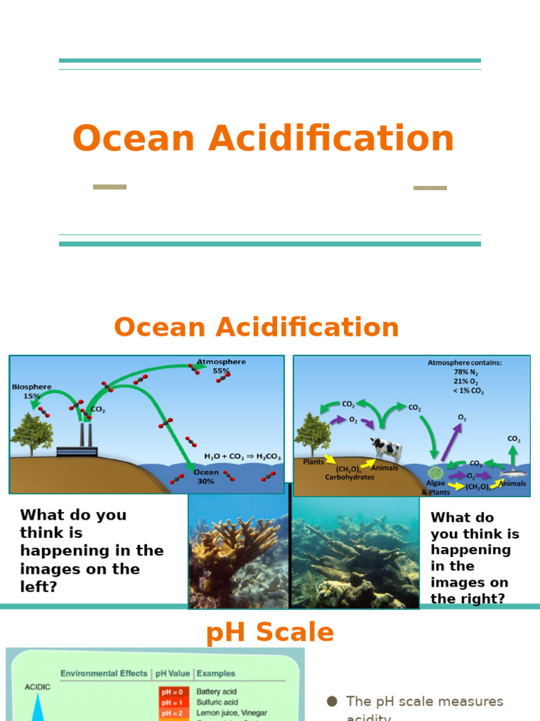 Understanding Ocean Acidification Effects | PDF
