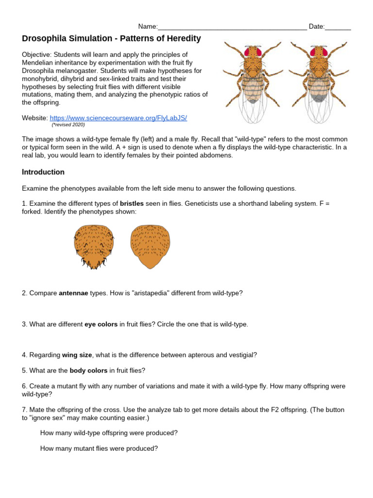 Drosophila Simulation Patterns of Heredity PDF Dominance
