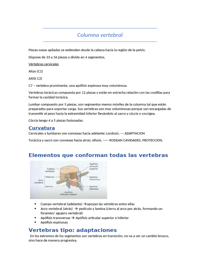 Estructura y Función de la Columna Vertebral | PDF | Vértebra | La ...